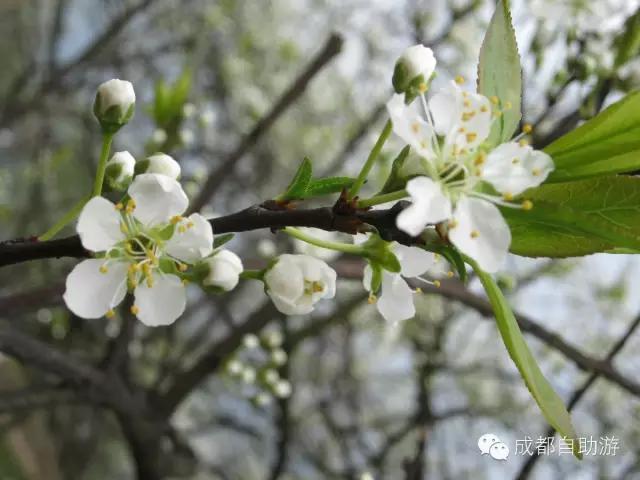 2022成都周边赏花,成都周边游赏花最佳景点