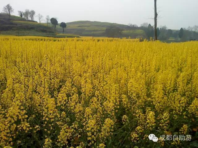 2022成都周边赏花,成都周边游赏花最佳景点