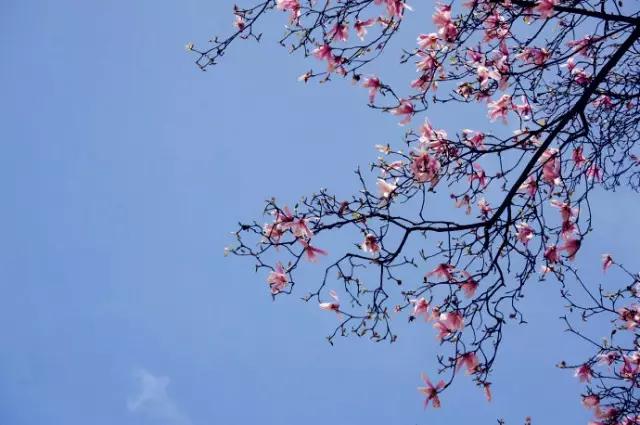 2022成都周边赏花,成都周边游赏花最佳景点