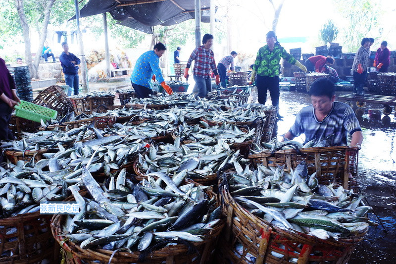 潮汕巴浪鱼和福建巴浪鱼的区别,巴浪鱼是不是淡水鱼
