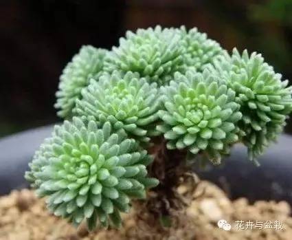 旋叶姬星美人大盆,姬星美人多肉