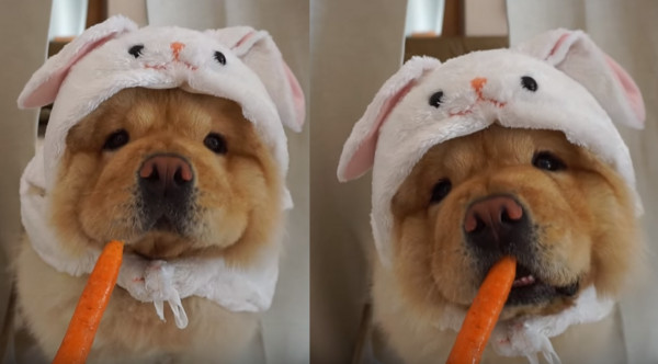 松狮犬可爱萌萌,呆萌可爱松狮犬