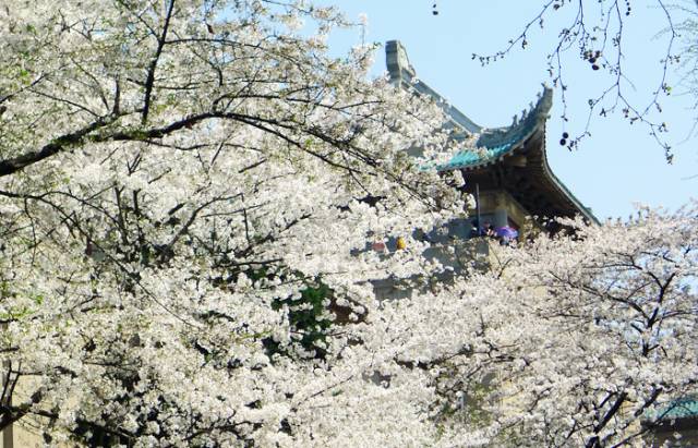 一场樱花雨醉了人间四月天,人间最美四月天樱花怒放