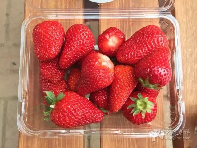 又到草莓时节,天津采摘草莓好又便宜的地方