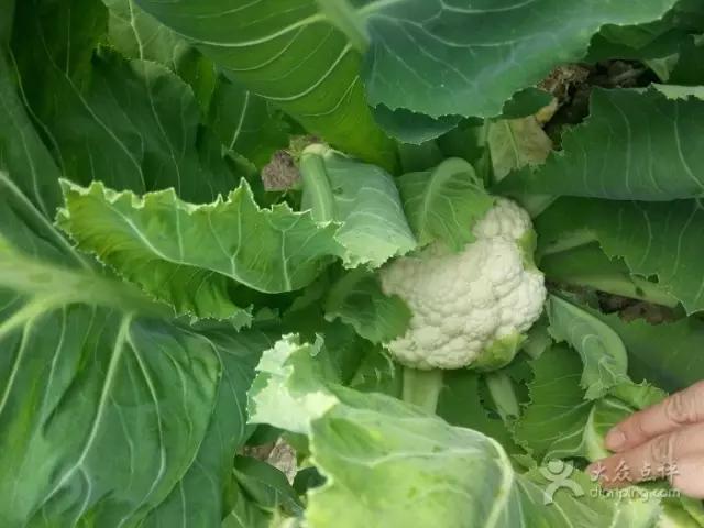 又到草莓时节,天津采摘草莓好又便宜的地方