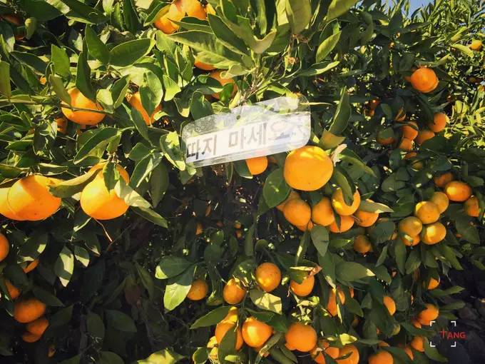 做一只治愈的猫,做一只快乐的柴犬