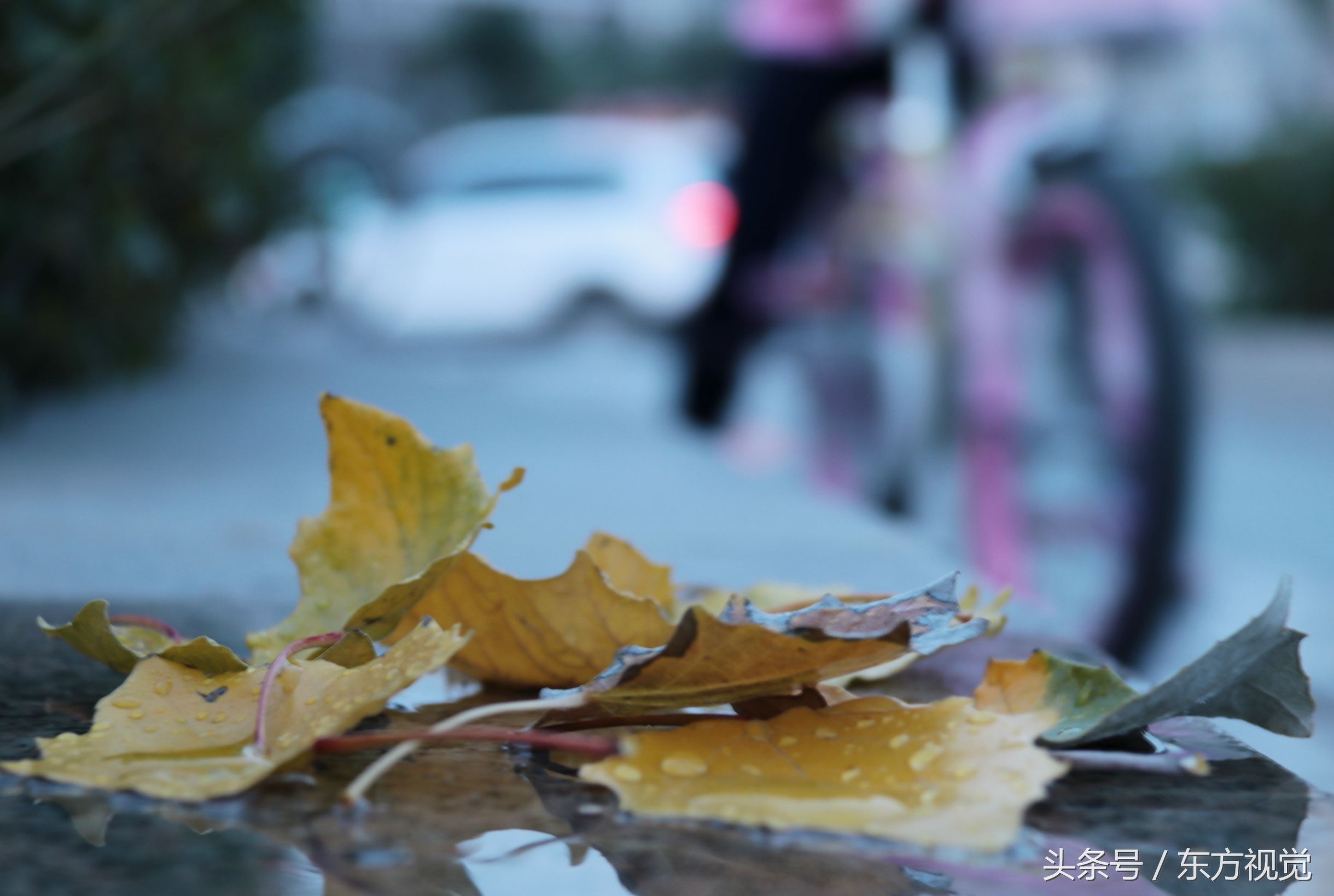 二十四节气寒露的介绍,寒露节气知识