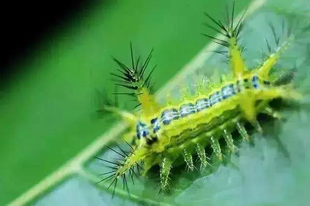 omg毛毛虫,omg吃虫子完整版