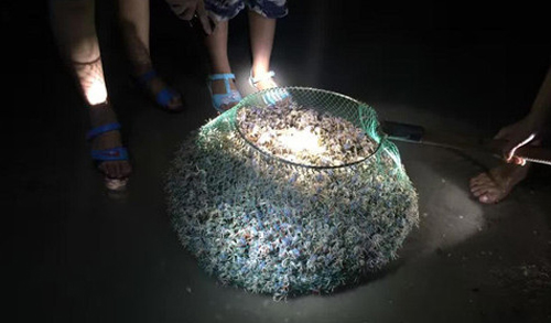 沙蟹洞抓沙蟹技巧,角眼沙蟹中华沙蟹