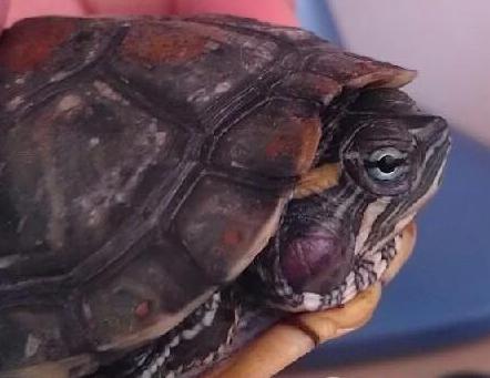 乌龟中耳炎消炎用啥药,乌龟中耳炎怎么抓住乌龟的头