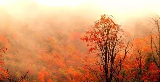成都乐山红叶彩林,四川红叶彩林旅游节