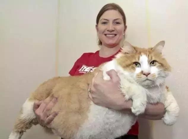 原来对橘猫有这么多误解！看完竟然没有后悔···