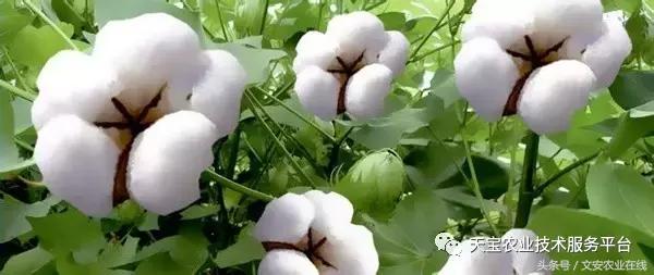 磷酸二氢钾在农作物的使用方法,磷酸二氢钾使用方法及注意事项