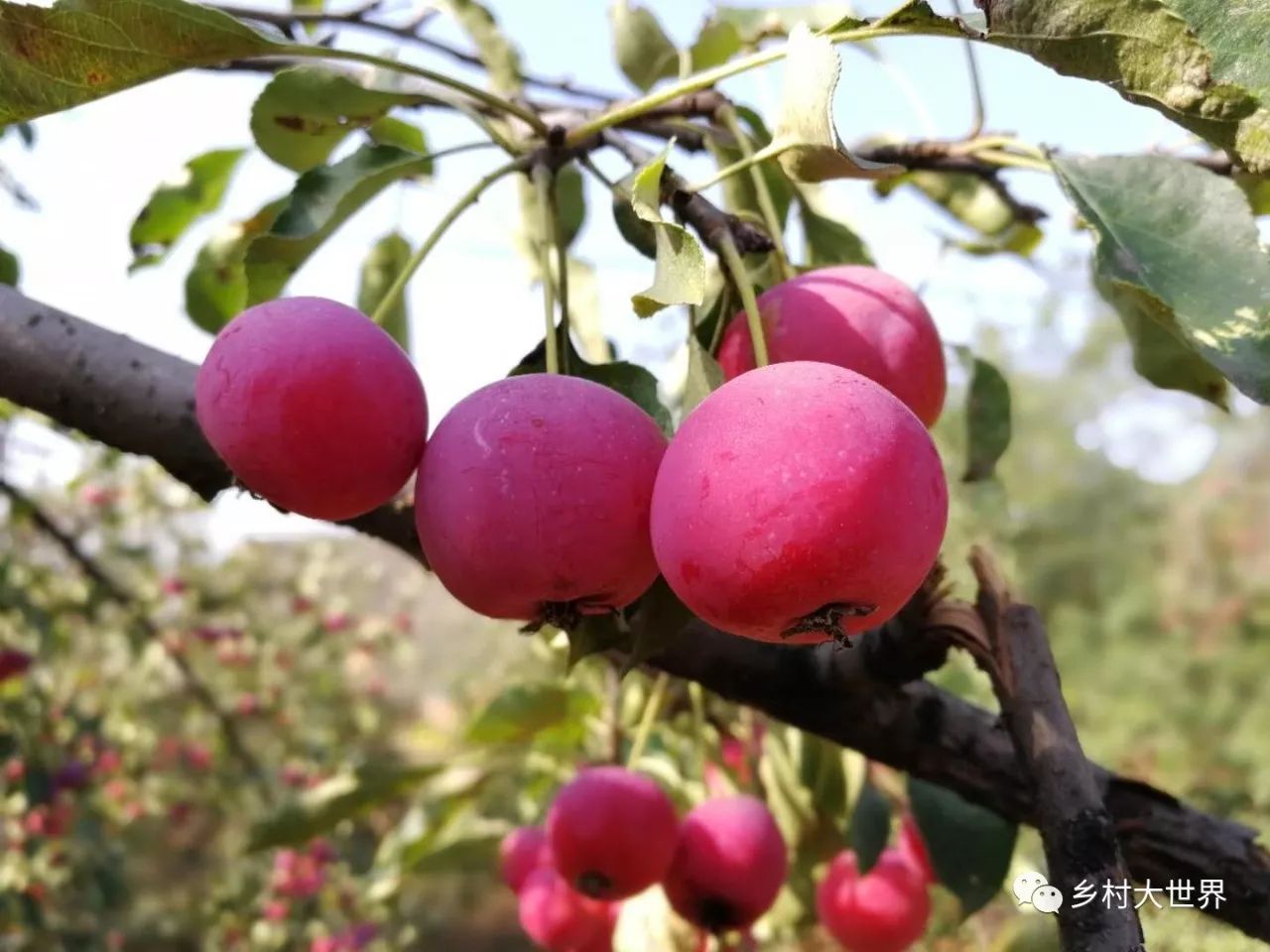 补钙的水果钙王,它是秋果之王每天吃几颗