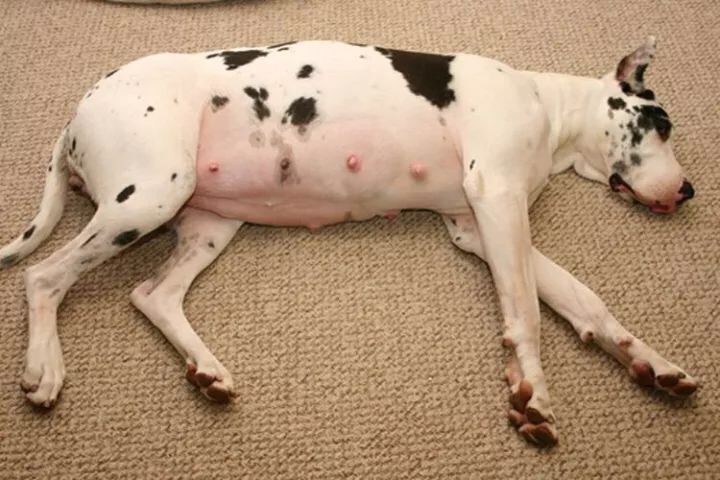 狗狗怎么看出主人怀孕,狗狗判断主人怀孕