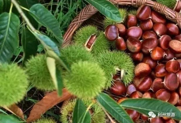 广元出发高铁到哪里好玩,广元高铁站离哪个旅游景点近