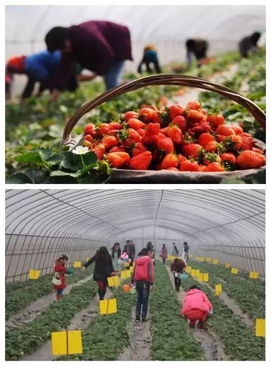 踏青采草莓的方法,春游草莓园