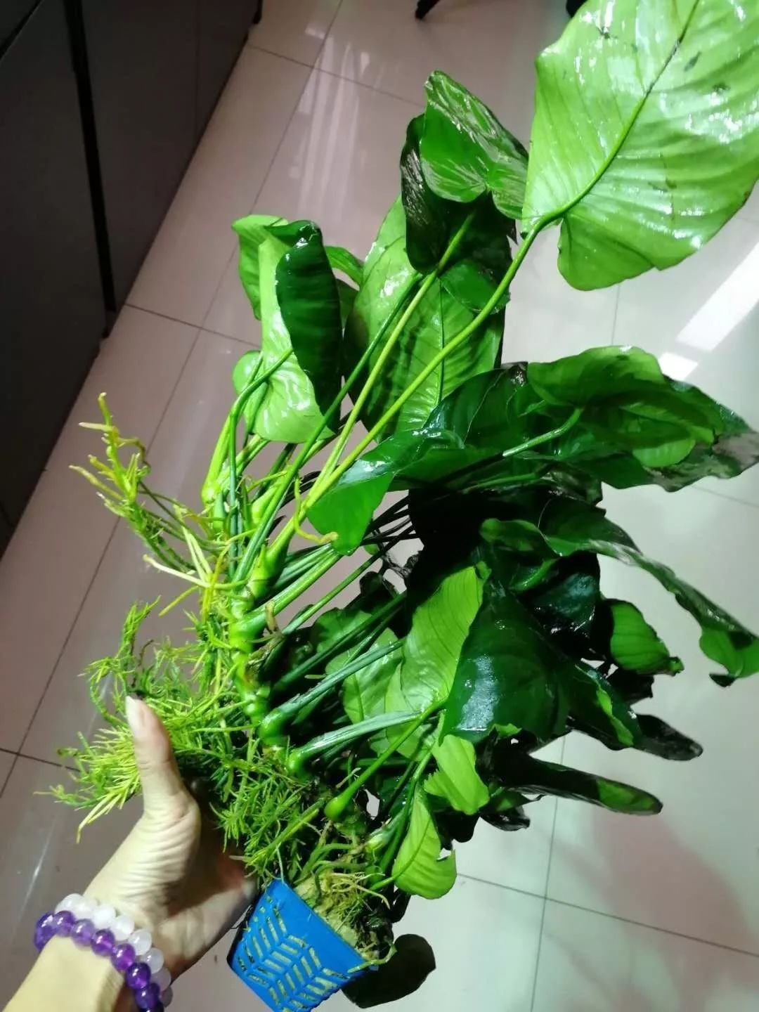 老王家的池塘视频,小型水榕水草推荐