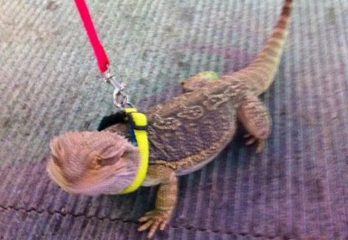 被雷公蛇咬了会死吗,公鸡脚被蛇咬的口子