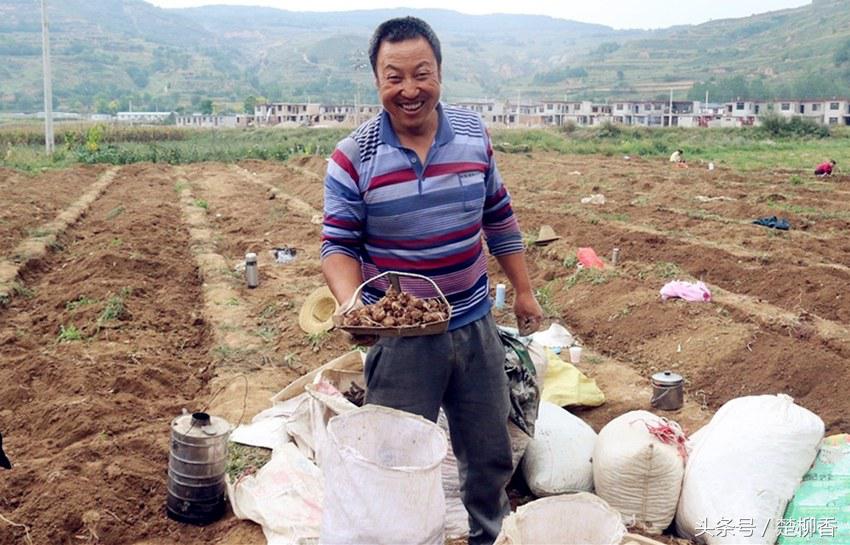 昔日农民讨厌的杂草，如今却成为致富的金宝贝，亩收入上万元！