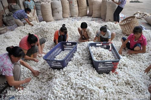 兴宁区三塘镇乡村振兴工作计划,南宁市西乡塘区产业扶贫