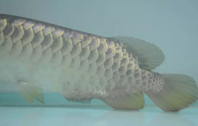 龙鱼鳍尾修复,龙鱼过背成长视频