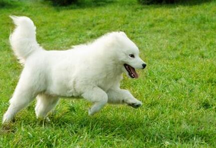 萨摩耶的饲养方法和注意事项,萨摩耶新手养的注意事项