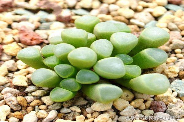 多肉植物究竟能火多久,多肉植物为什么能火起来