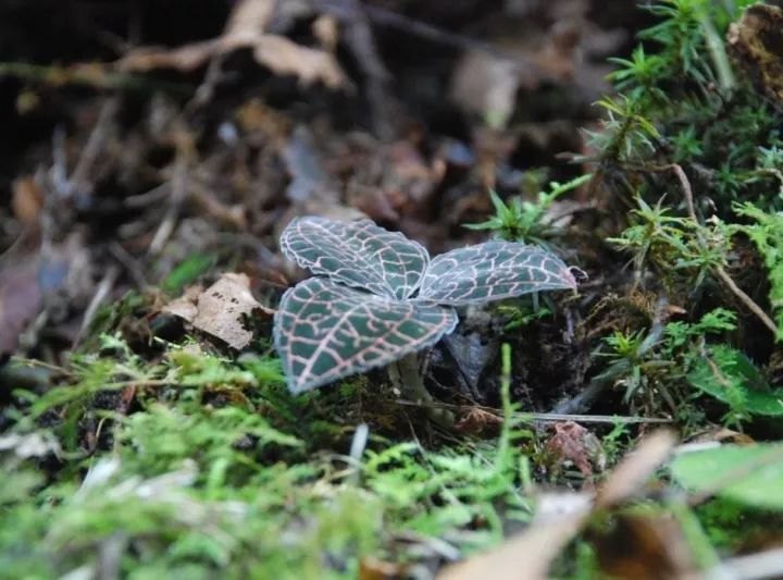 金线莲怎么养才是最好的,金线莲的养殖方法和注意事项