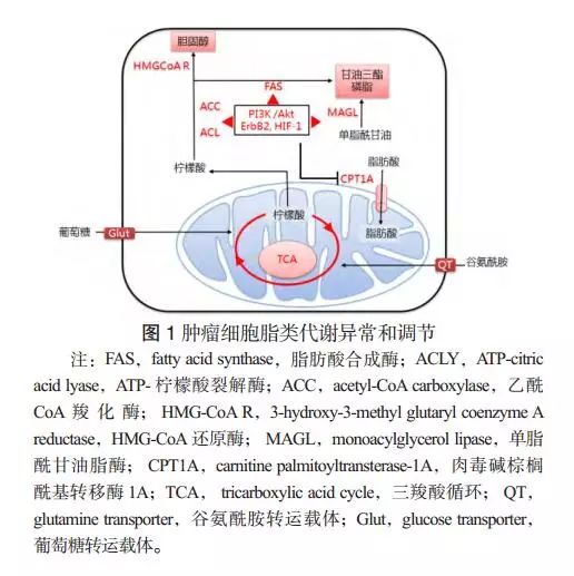 肿瘤脂代谢异常和脂代谢调节治疗