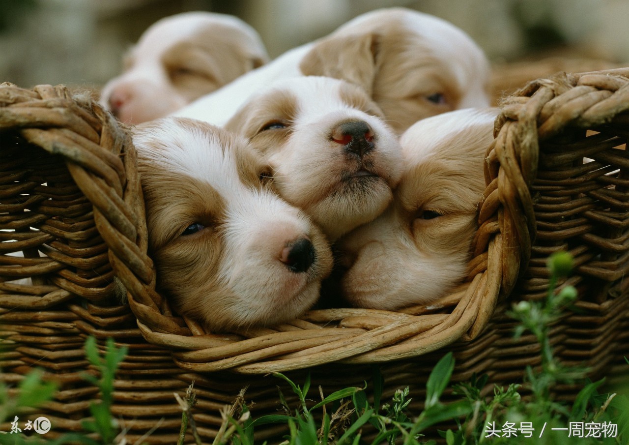 狗狗产后一个月怎么喂养,狗狗产前和产后的准备