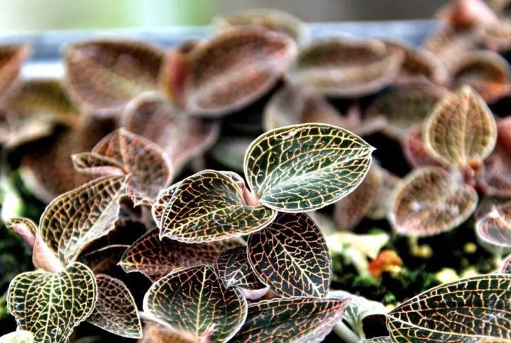 金线莲的养殖方法和注意事项,金线莲栽培时的生态环境条件