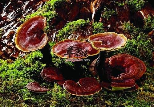 灵芝的含义,灵芝的寓意和典故