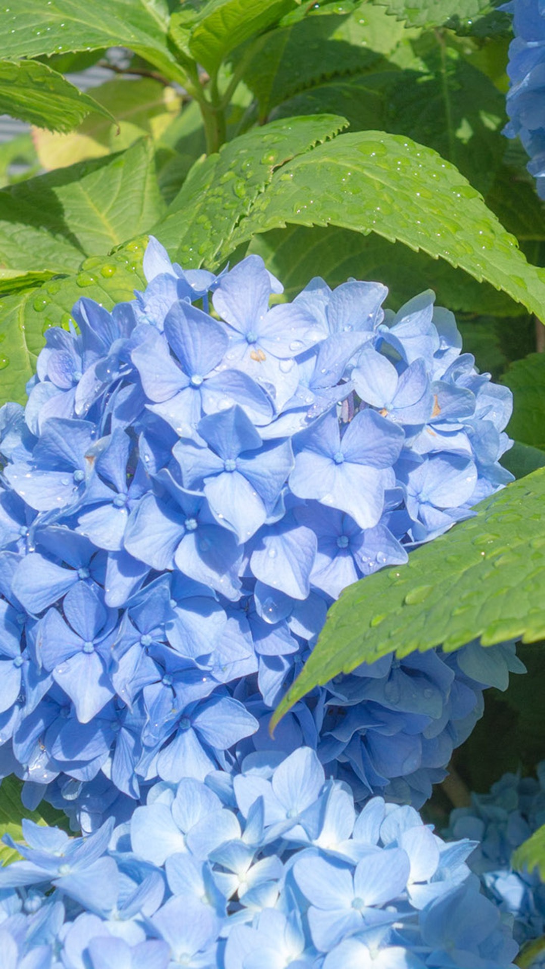 唯美1080×1920P高清壁纸锁屏画面待机背景图！请在wifi环境查看