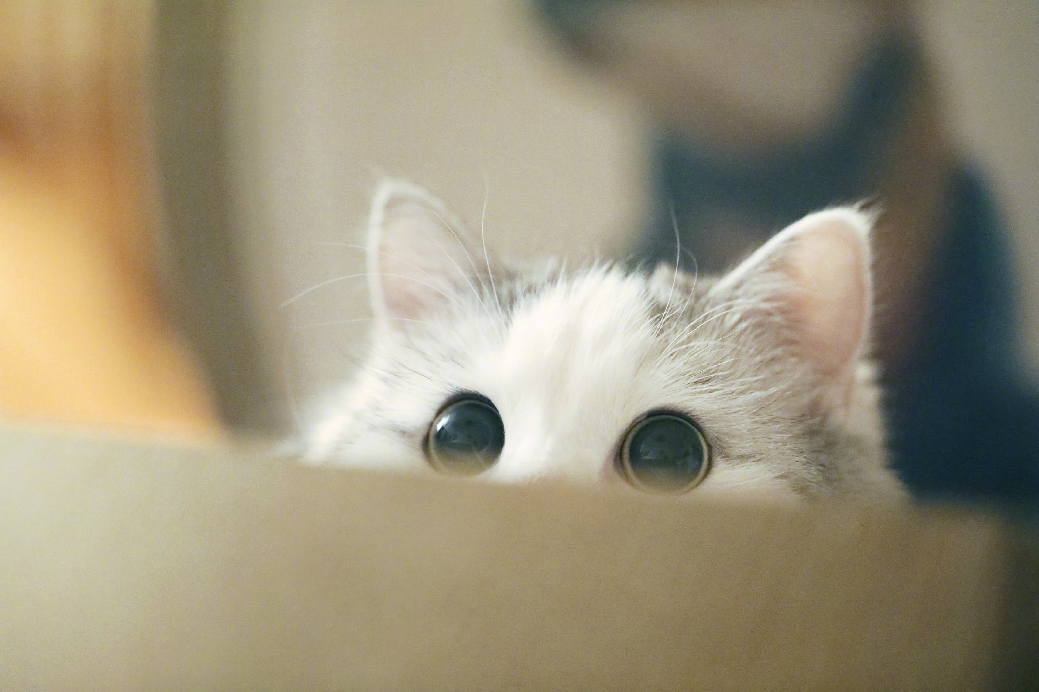 相信大家都看过这个猫的表情包,原来这些表情包是真实存在的猫咪