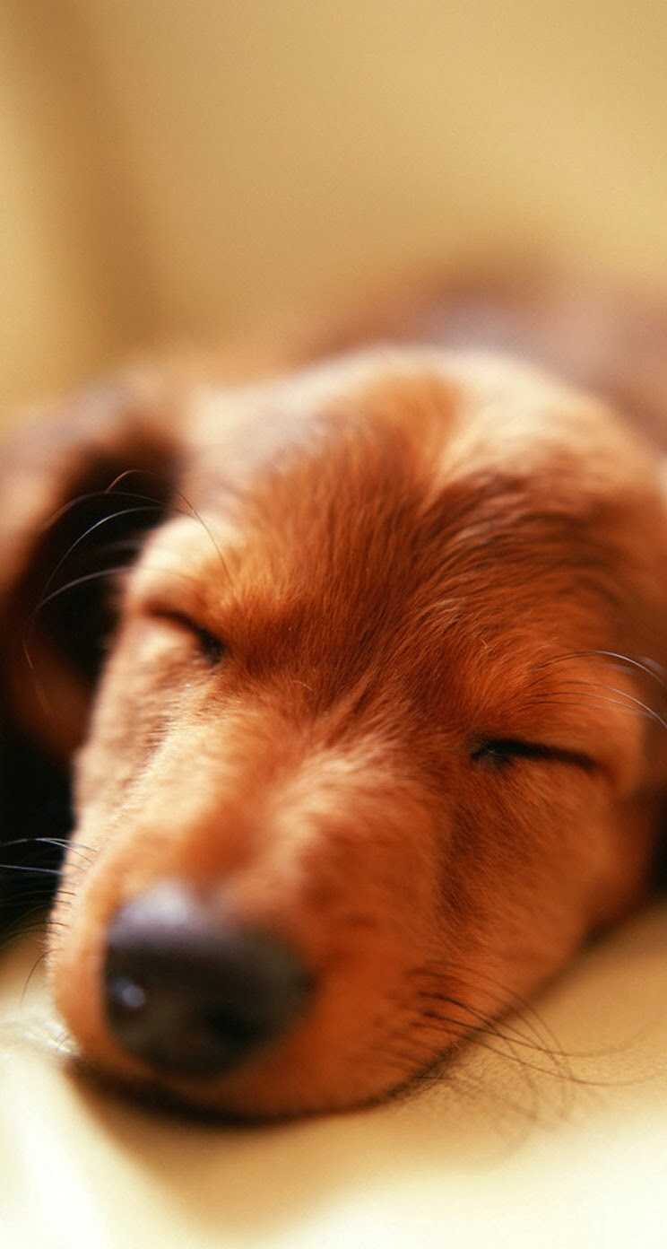 唯美1080×1920P高清壁纸锁屏画面待机背景图！请在wifi环境查看