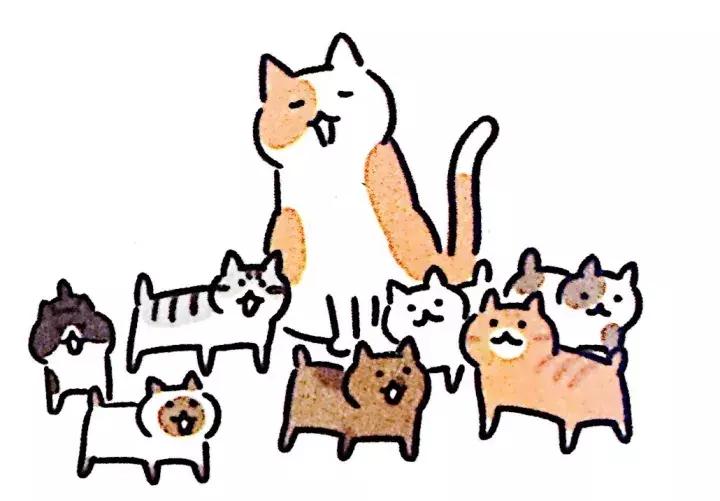 关于猫咪怀孕和生小猫