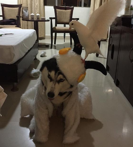 道格队长养宠物,道格队长宠物