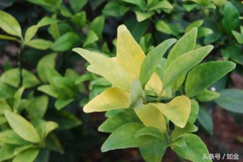 黄龙病那么严重种脐橙还有出路吗,果树黄龙病防治方法