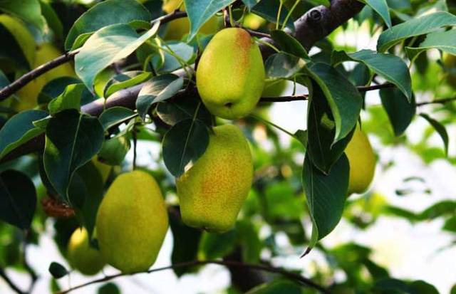 库尔勒香梨真假对照表,买到假的库尔勒香梨可以维权吗