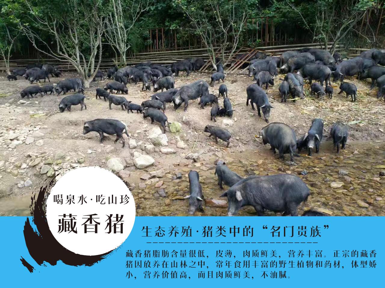 支付宝芝麻信用分租房程序,支付宝芝麻信用租东西怎么样