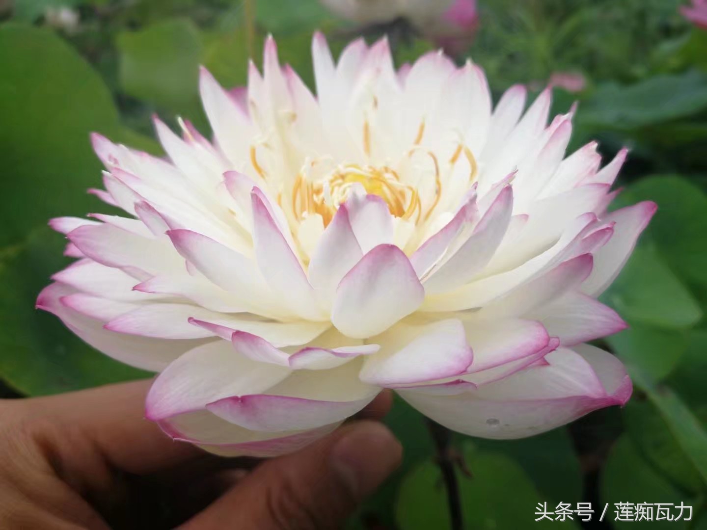 碗莲种植三大坑,碗莲种植记录和图片