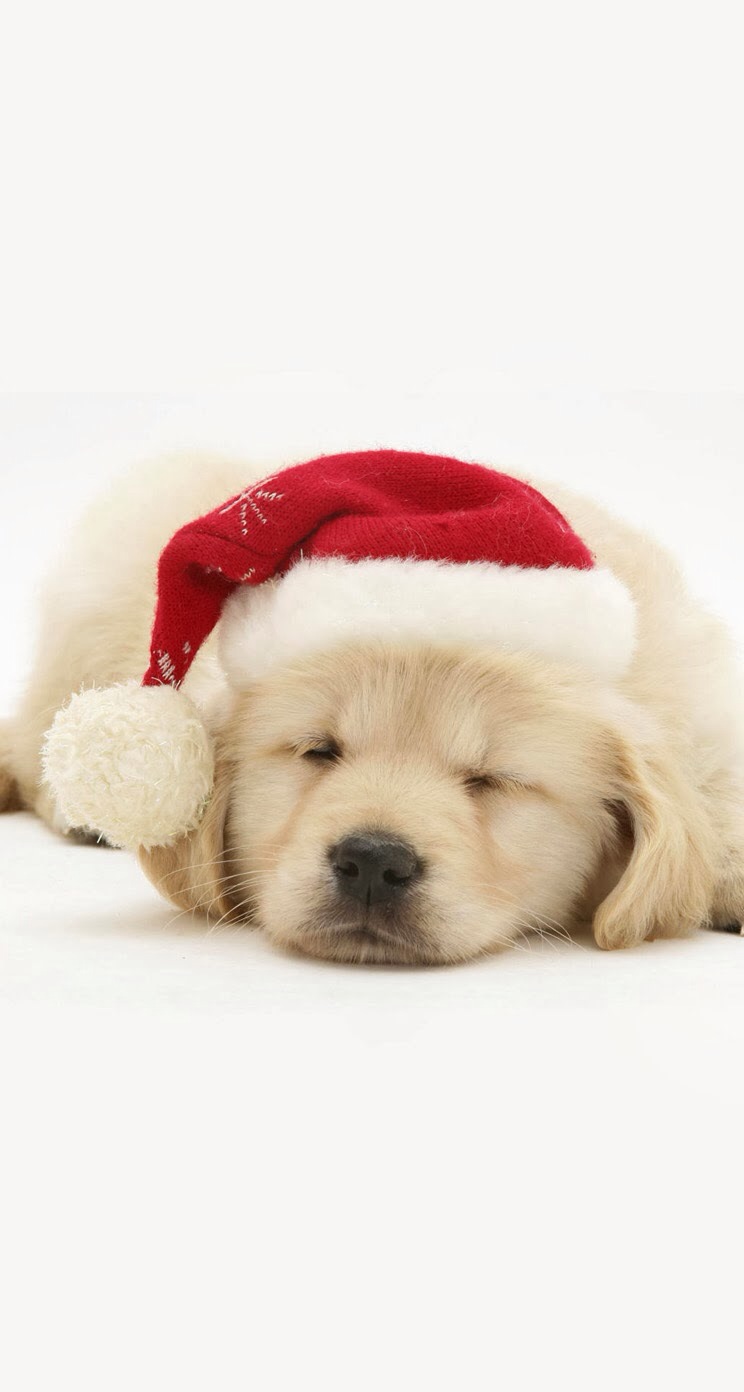 唯美1080×1920P高清壁纸锁屏画面待机背景图！请在wifi环境查看