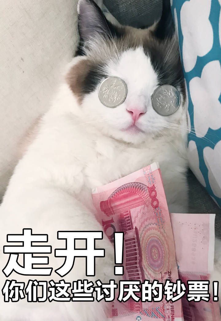 最近很火的猫咪表情包的猫叫什么,最近很火的猫表情包是什么品种的