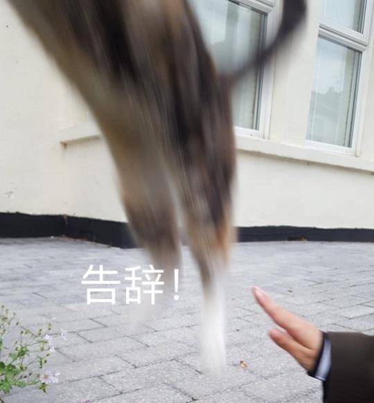 王牌特工2高科技视频,王牌特工2超燃