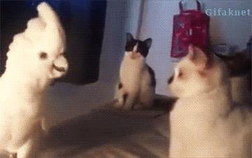 老款奇瑞qqme,奇瑞qqme敞篷版