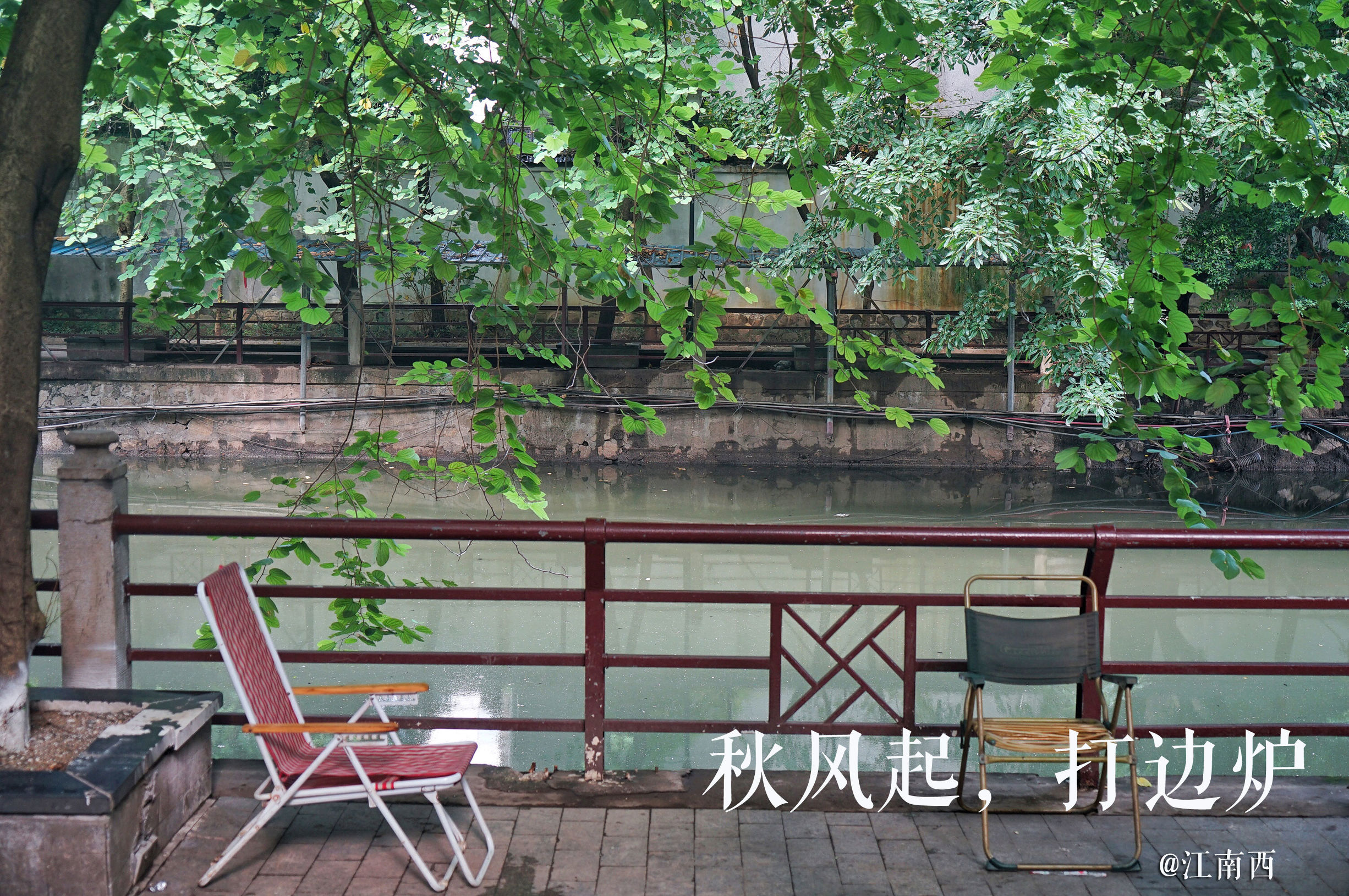 手臂长的大花胶浸龙门胡须鸡，秋风起适时进补了！