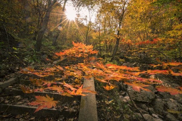 新鲜出炉~赏枫HOT！百名摄影家齐聚庄河天门山