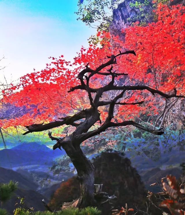 新鲜出炉~赏枫HOT！百名摄影家齐聚庄河天门山