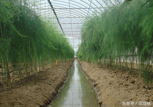 怎么缓解血糖高对眼睛的伤害,如何缓解血糖高眼疾